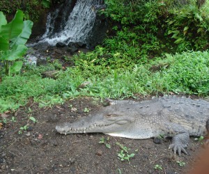 Costa Rica – Gator at Los Lagos