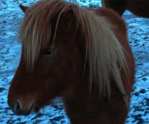 Iceland – Icelandic Horse