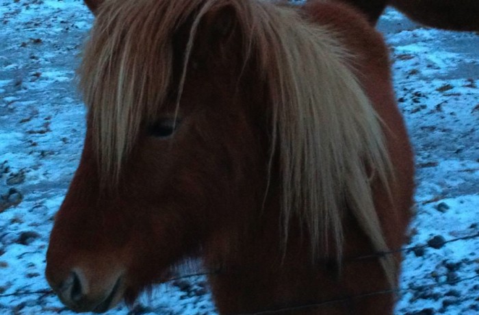 Iceland – Icelandic Horse