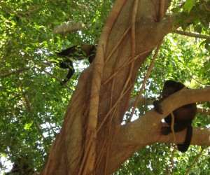 Costa Rica – Monkey Family