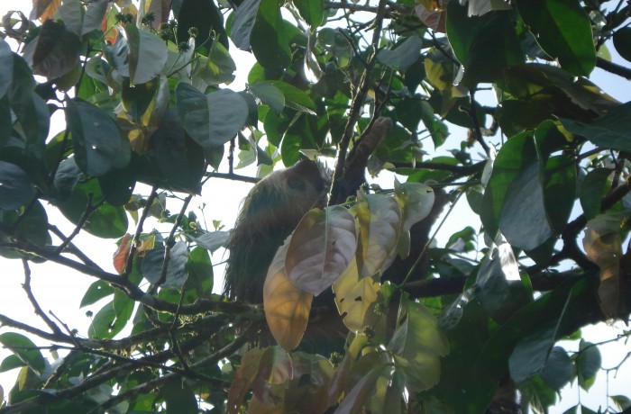 Costa Rica – Sloth in Arenal